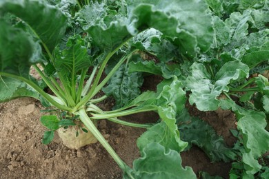 White beet plants with green leaves growing in soil, closeup