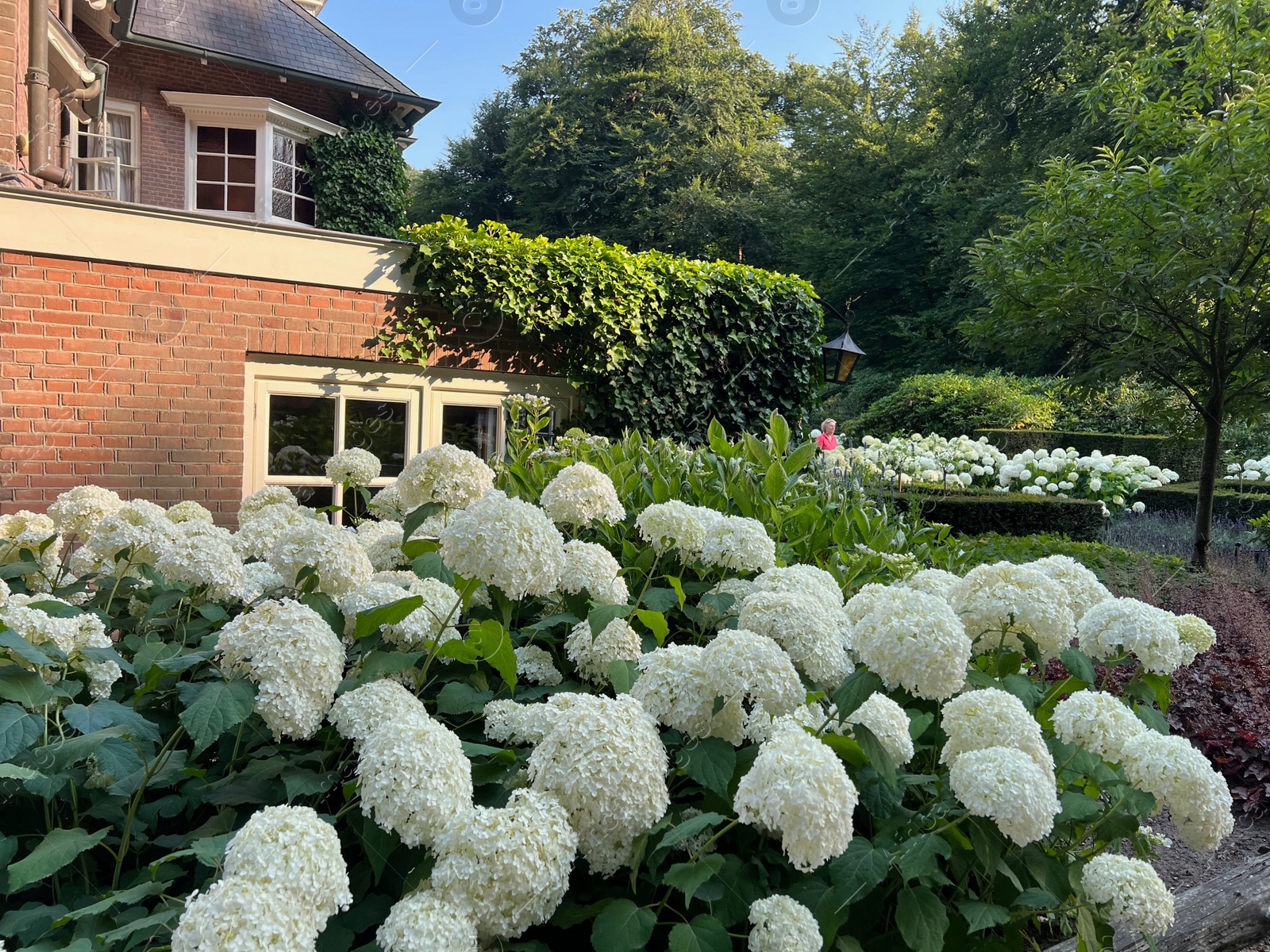 Photo of Blooming hortensia shrubs with beautiful white flowers near house outdoors