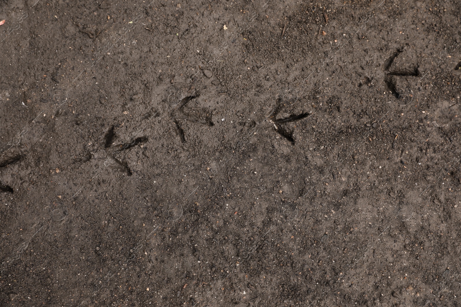 Photo of Texture of wet ground surface as background, top view