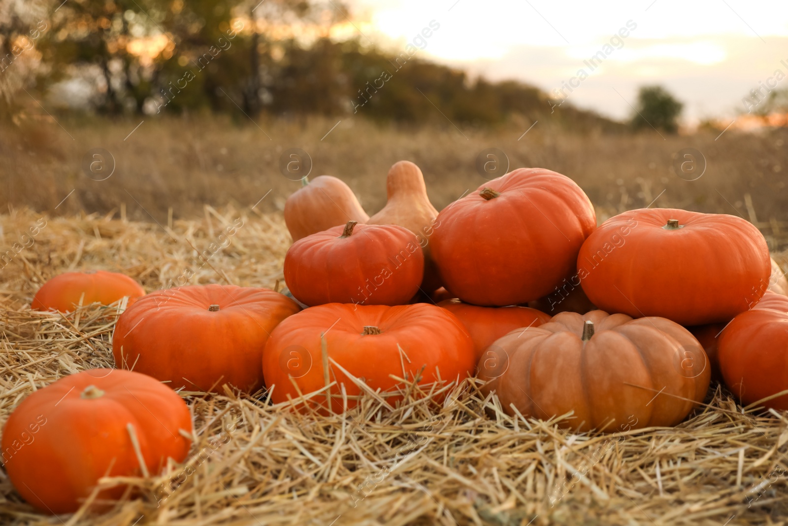 Photo of Ripe orange pumpkins among straw in field