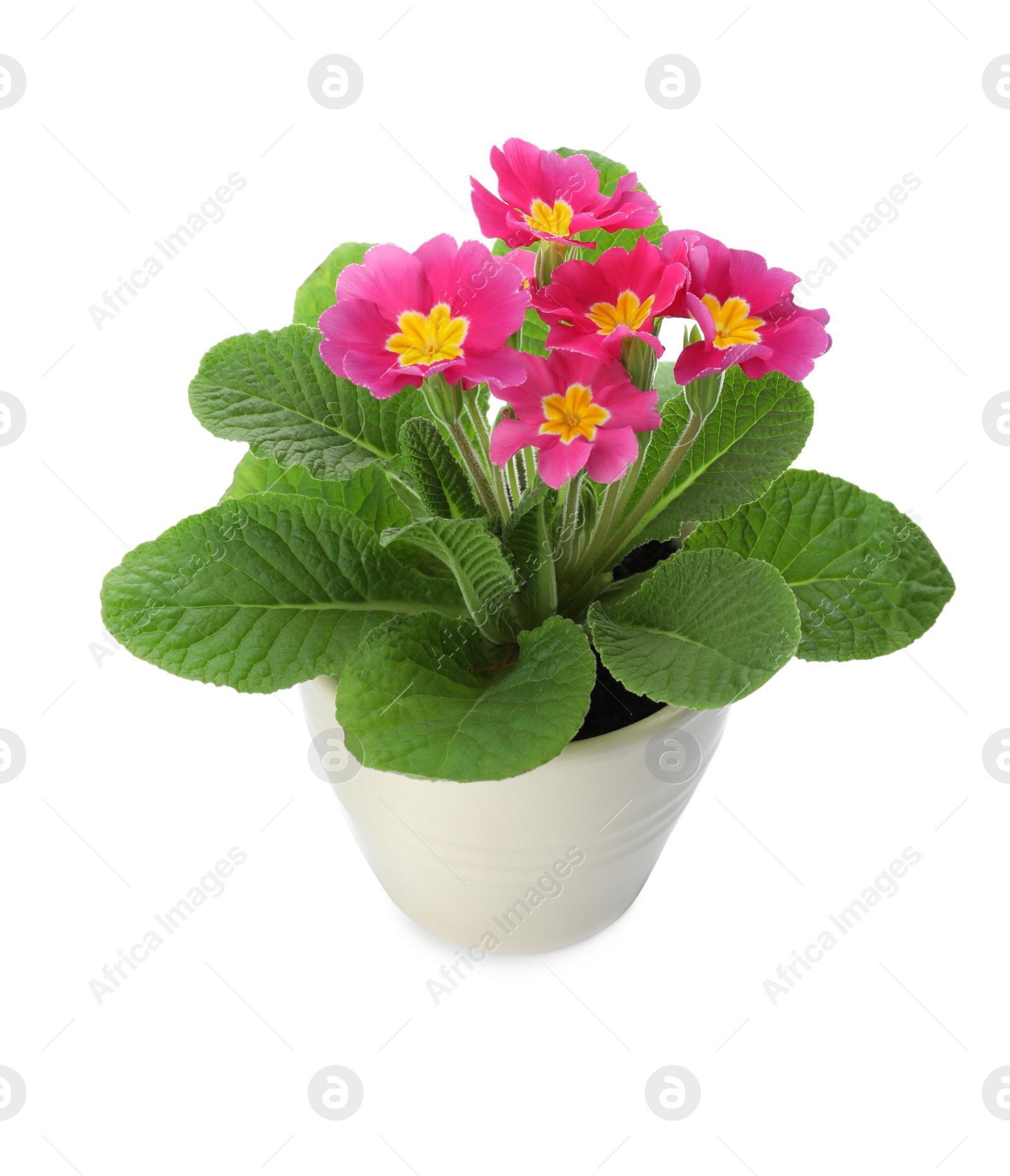 Photo of Beautiful potted primula flowers isolated on white