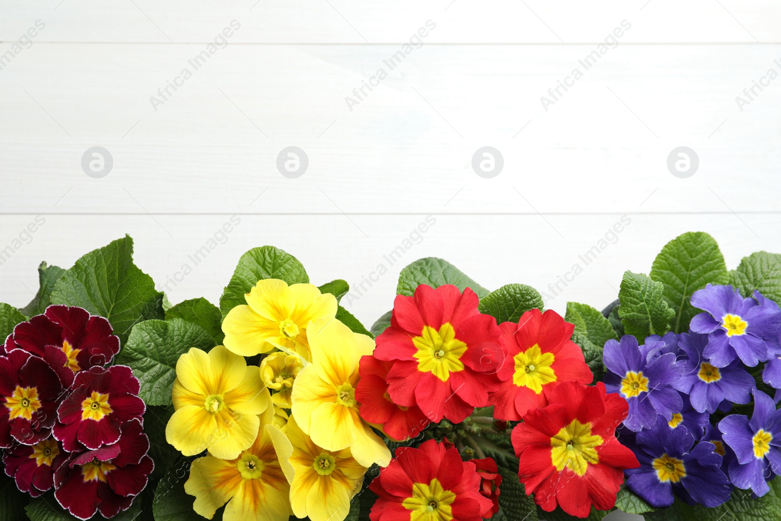 Photo of Beautiful primula (primrose) plants with colorful flowers on white wooden table, flat lay and space for text. Spring blossom