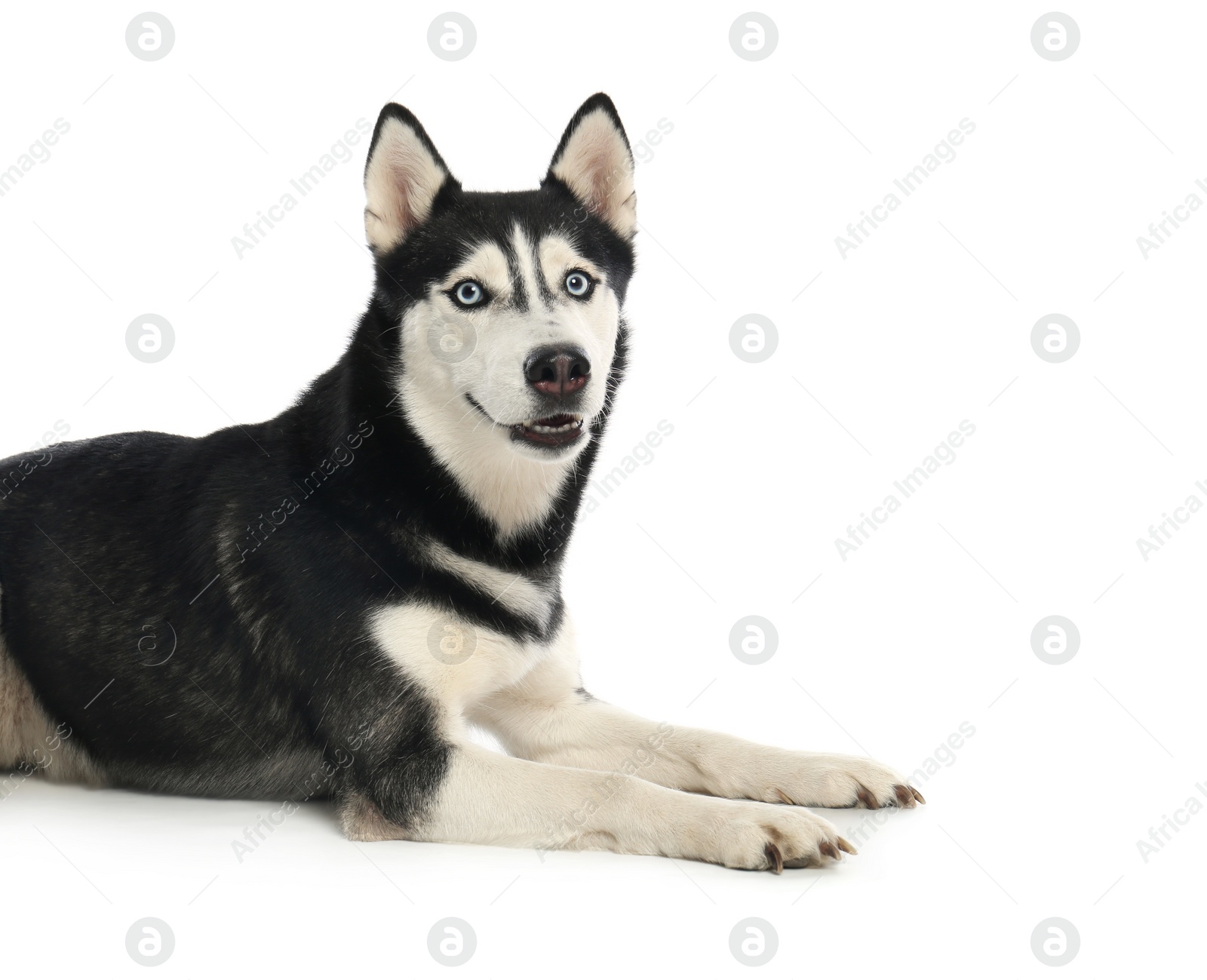 Photo of Cute Siberian Husky dog isolated on white