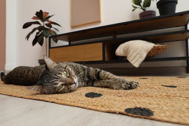 Photo of Cute tabby cat lying on floor indoors