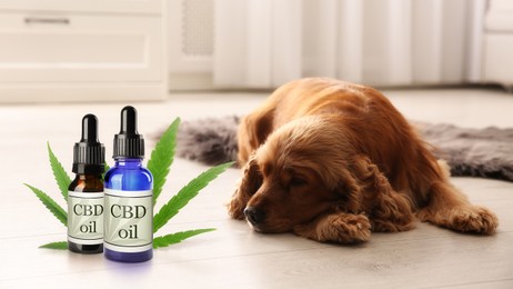 Bottles of CBD oil and cute dog sleeping on floor indoors 