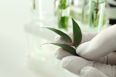 Photo of Lab assistant holding green plant on blurred background, closeup with space for text. Biological chemistry