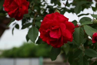 Photo of Closeup view of beautiful blooming rose bush outdoors