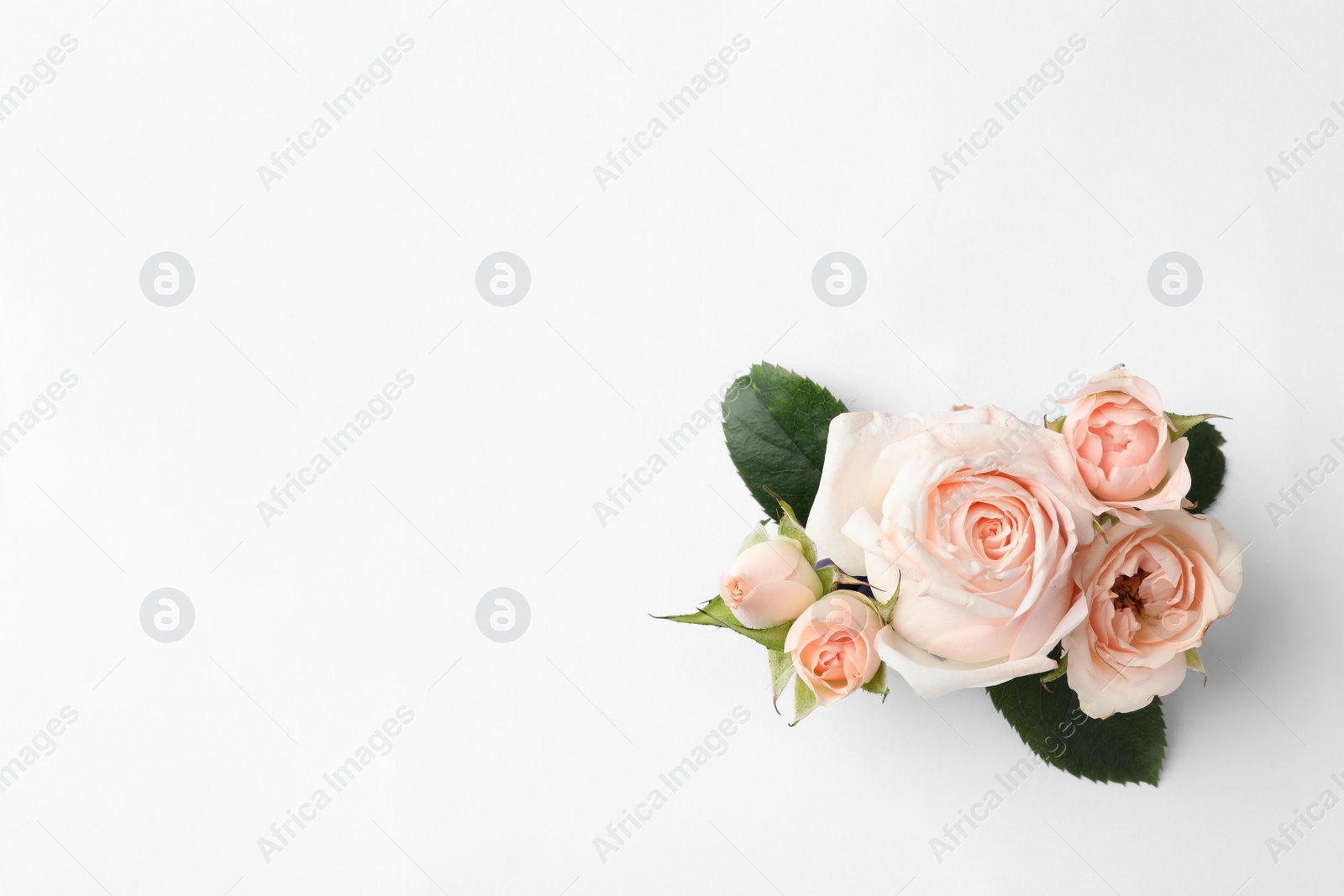 Photo of Beautiful roses and space for text on white background, top view