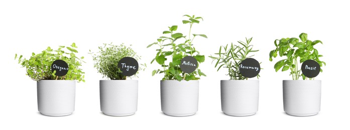 Image of Different herbs growing in pots isolated on white. Thyme, oregano, melissa, basil and rosemary