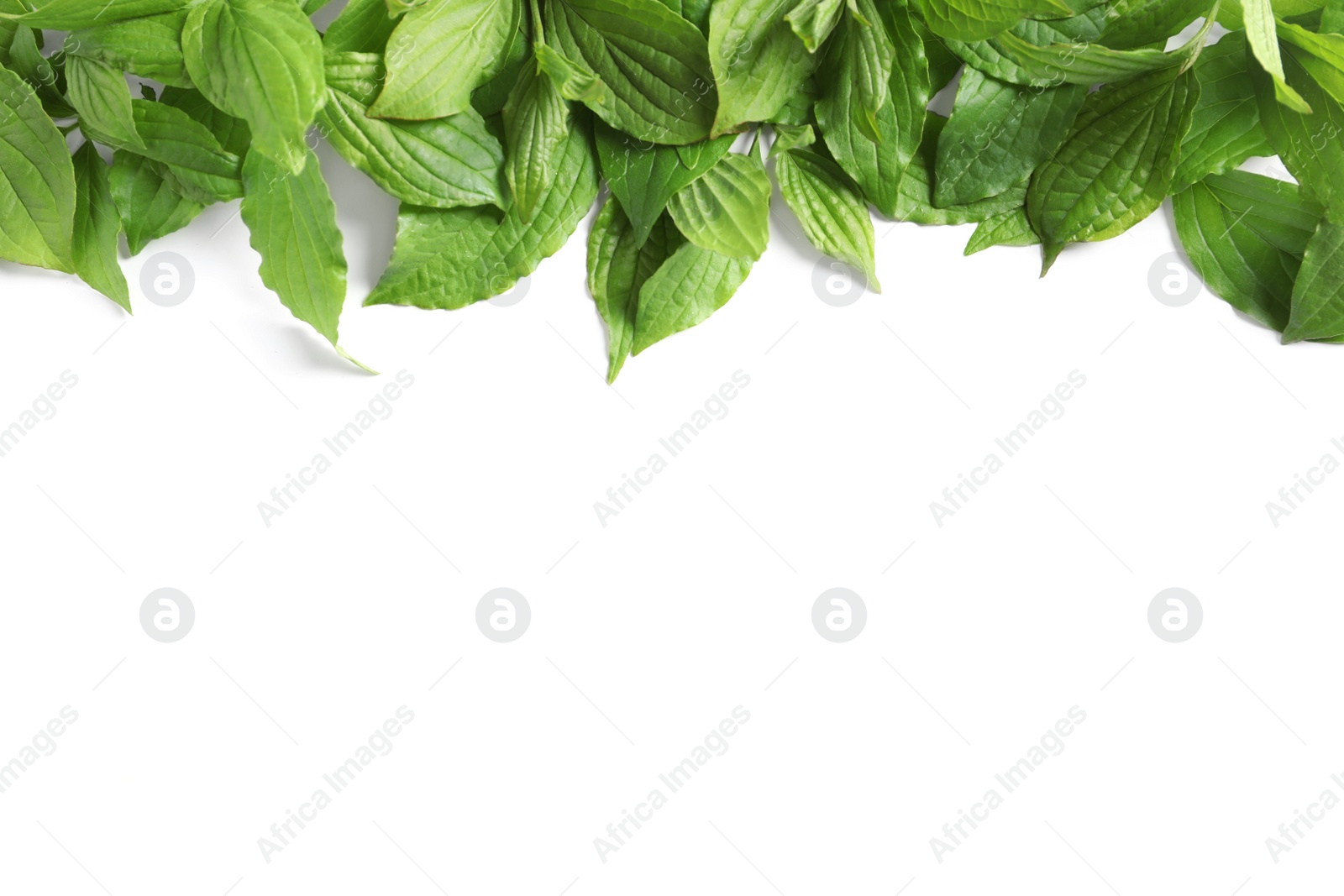 Photo of Beautiful spring green leaves on white background, top view