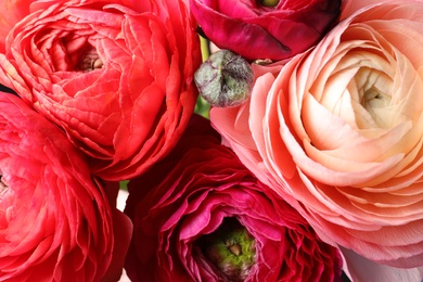 Photo of Beautiful fresh ranunculus flowers as background, closeup view