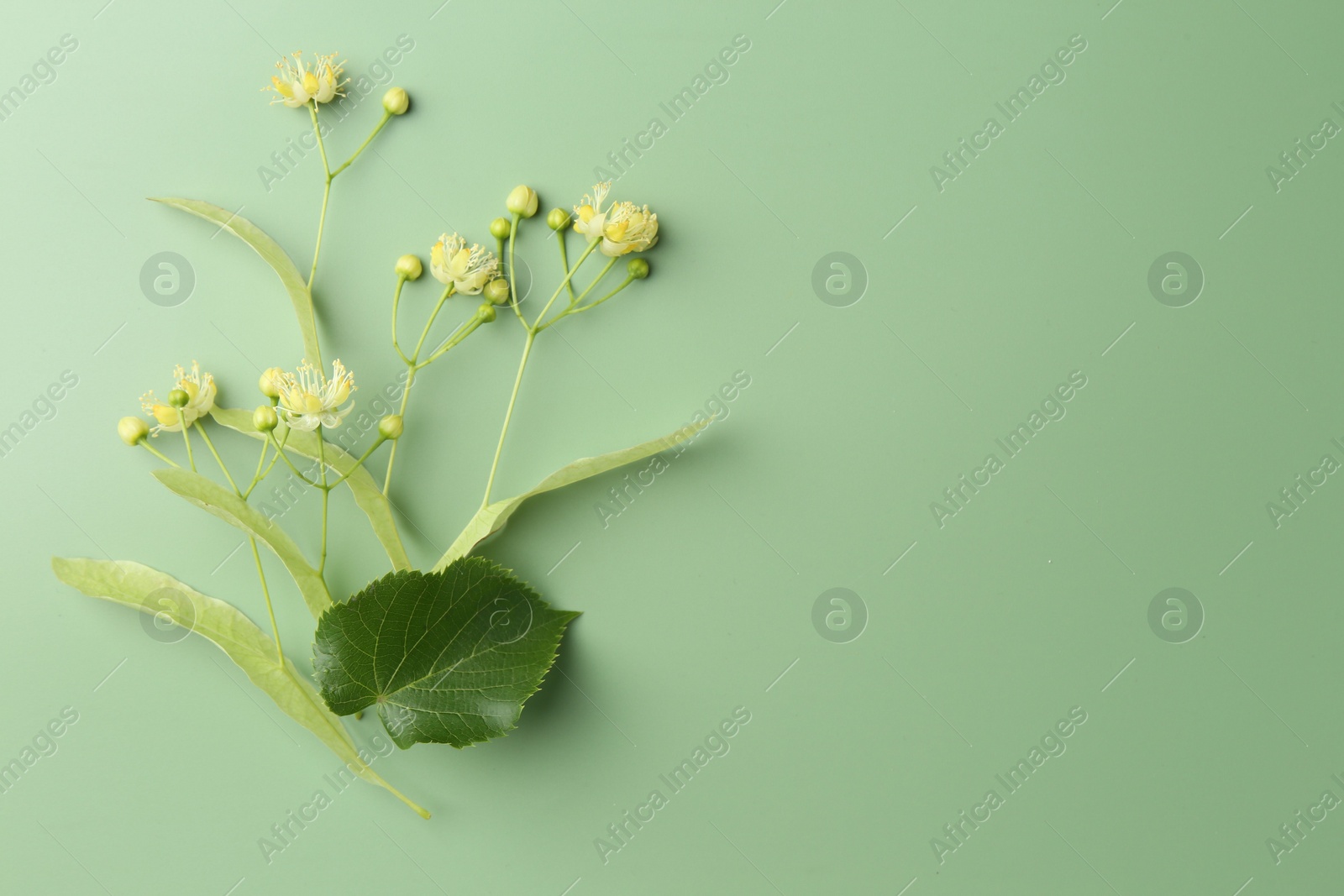 Photo of Beautiful linden blossoms and leaves on green background, top view. Space for text