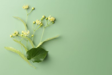 Photo of Beautiful linden blossoms and leaves on green background, top view. Space for text