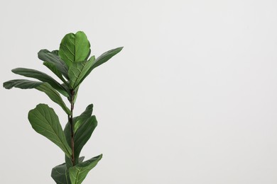 Photo of Fiddle Fig or Ficus Lyrata plant with green leaves on white background. Space for text