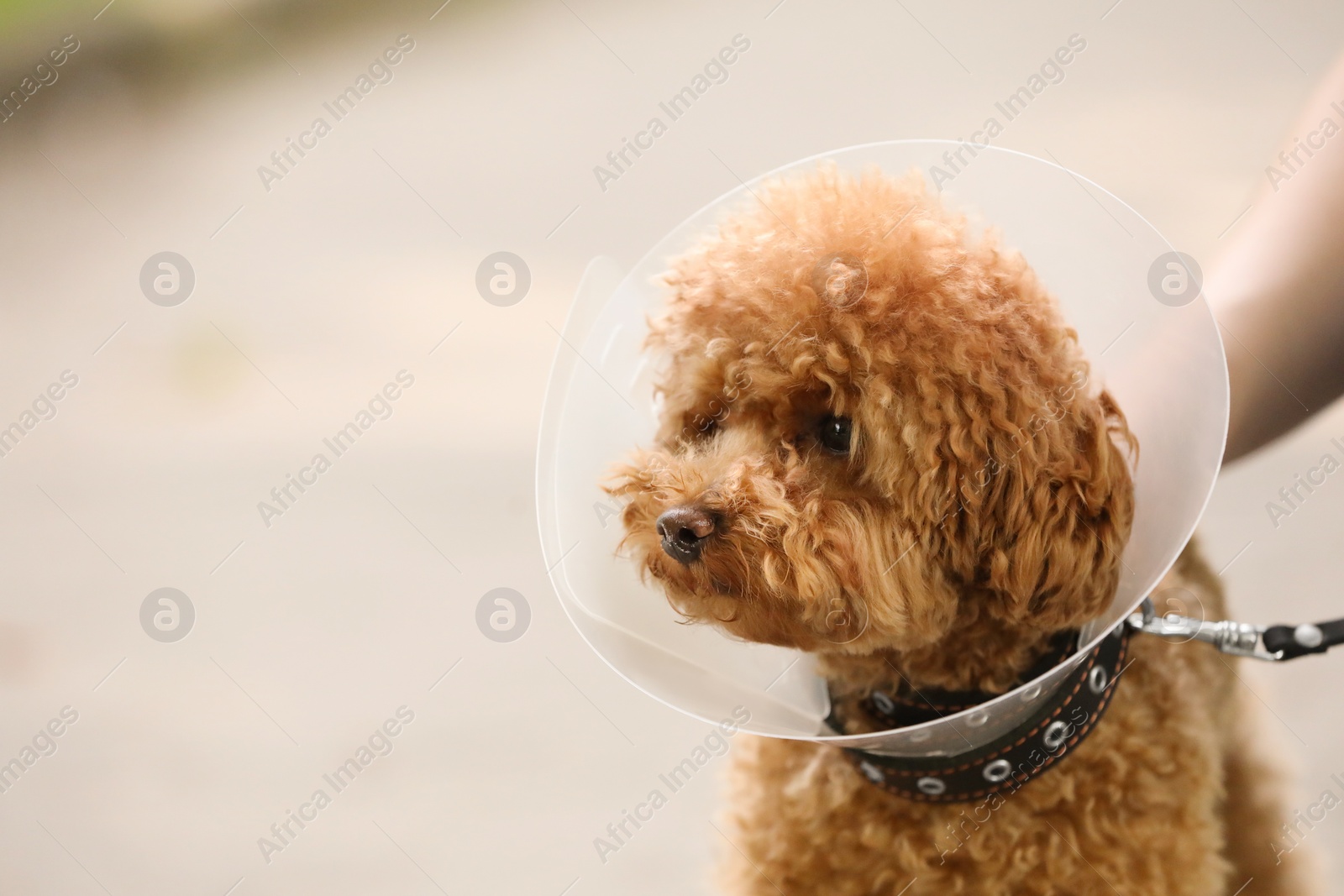 Photo of Cute Maltipoo dog with Elizabethan collar outdoors, closeup. Space for text