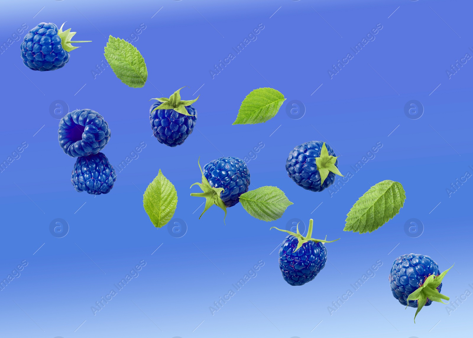 Image of Many fresh blue raspberries and green leaves falling on blue background