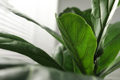 Photo of Fiddle Fig or Ficus Lyrata plant with green leaves on blurred background, closeup