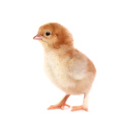 Cute fluffy baby chicken on white background