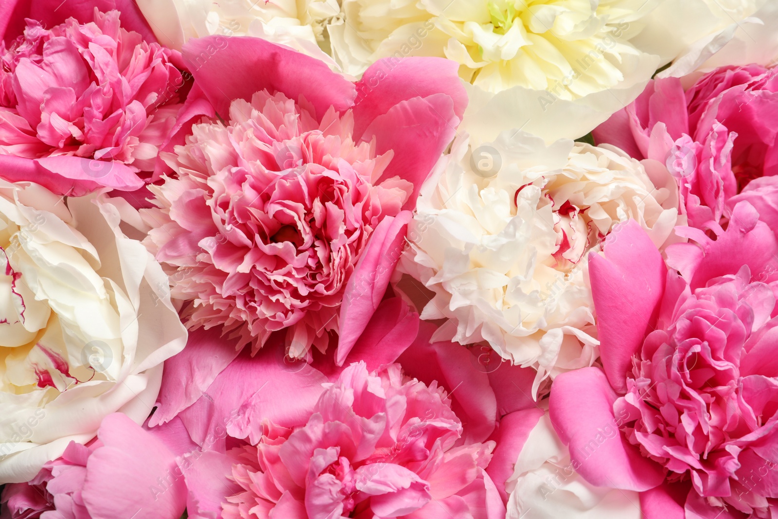 Photo of Beautiful fresh peony flowers as background, top view