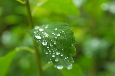 Photo of Green plant with wet foliage outdoors on rainy day, closeup