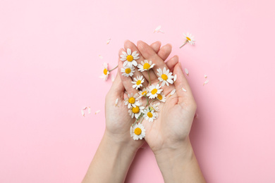 Woman holding chamomiles on pink background, top view