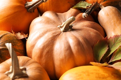 Photo of Many fresh ripe pumpkins as background, closeup. Holiday decoration