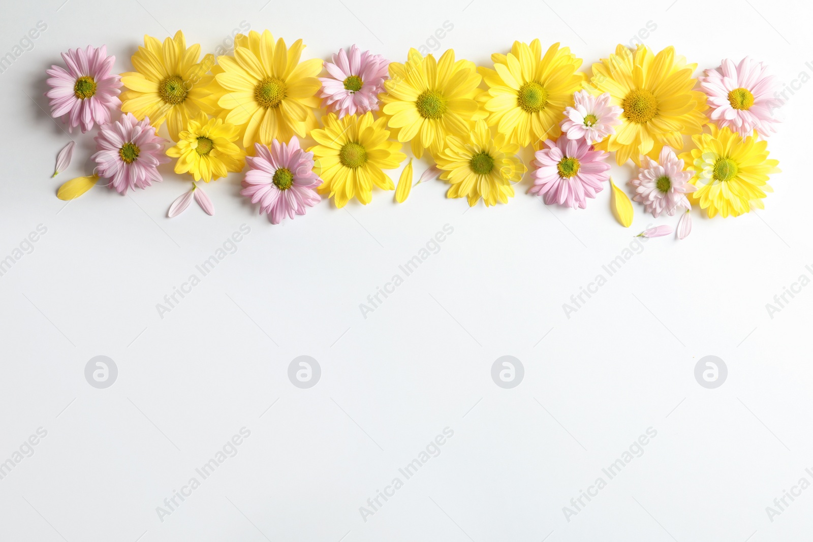 Photo of Beautiful chamomile flowers on white background, flat lay with space for text