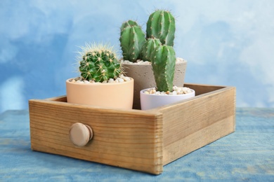 Photo of Beautiful cacti in wooden drawer on table
