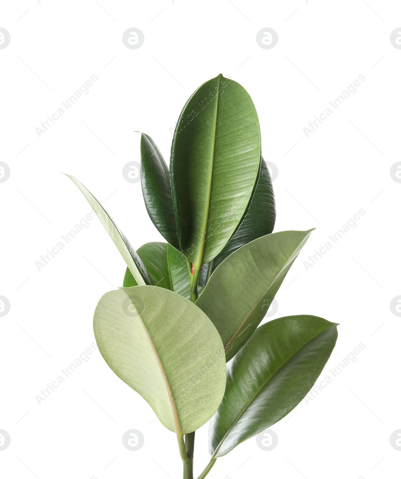 Photo of Beautiful rubber plant on white background. Home decor