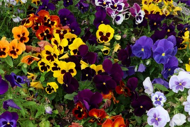 Photo of Many beautiful colorful pansies growing in garden