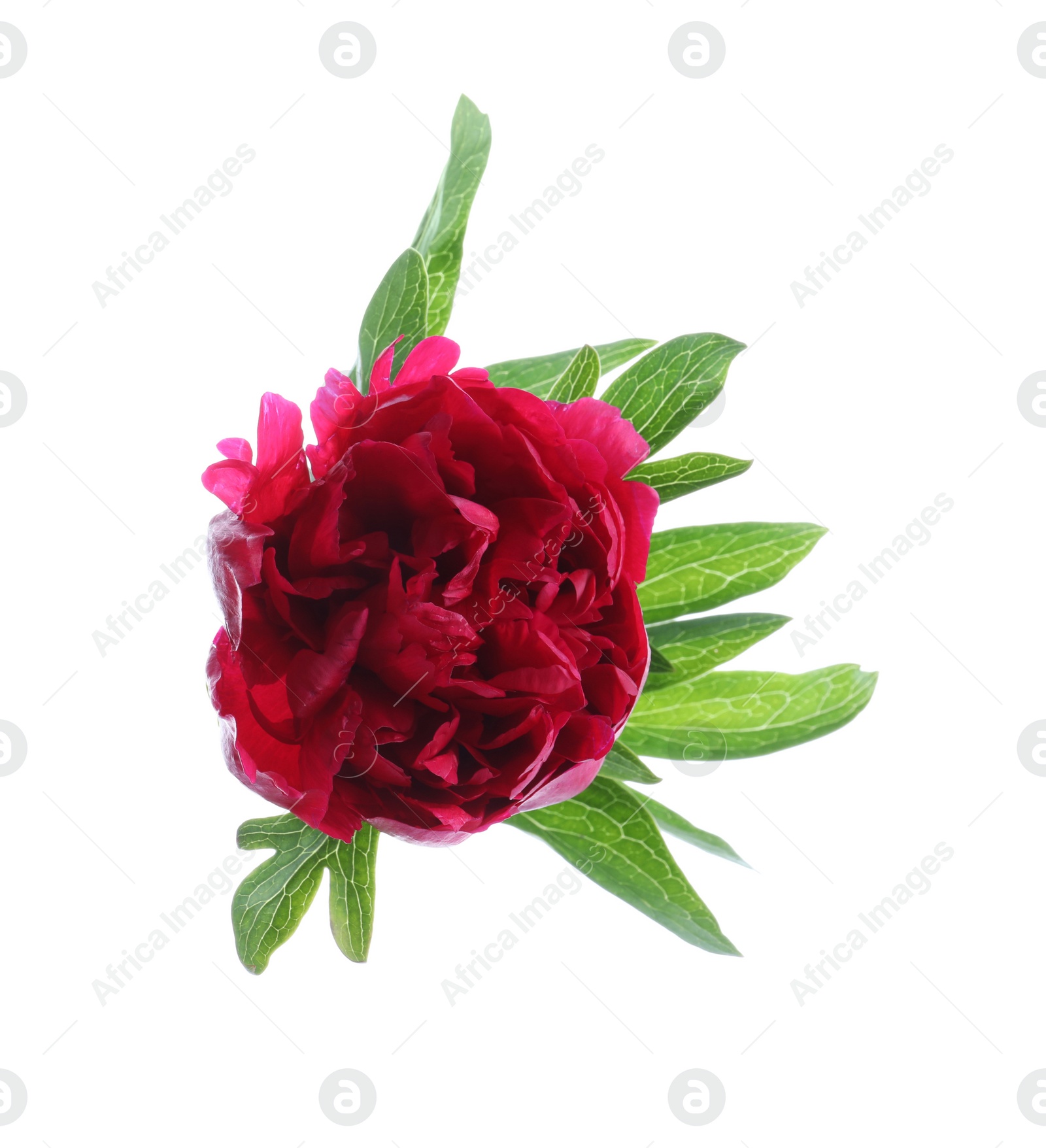 Photo of Beautiful red peony with leaves isolated on white