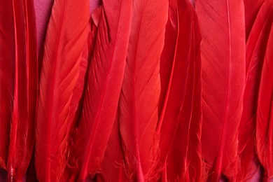 Photo of Many beautiful fluffy red feathers as background, closeup