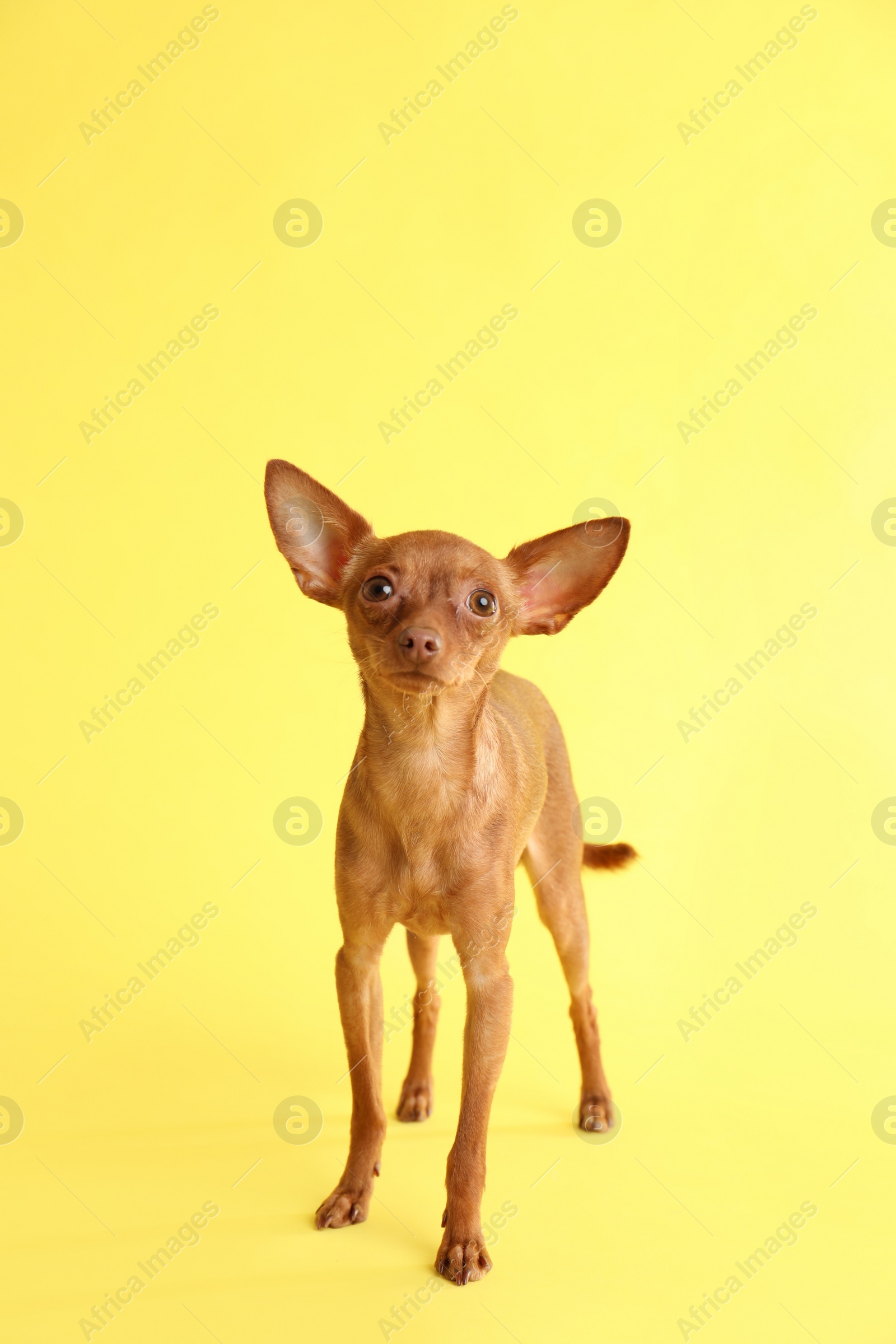 Photo of Cute toy terrier on color background. Domestic dog