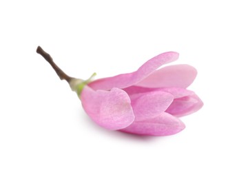 Beautiful pink magnolia flower isolated on white