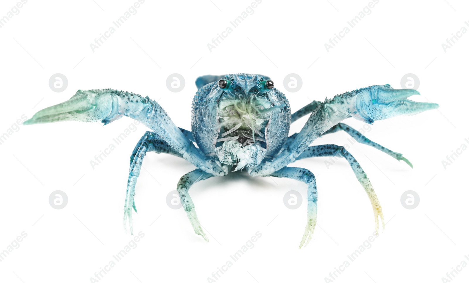 Image of Blue or sapphire crayfish isolated on white