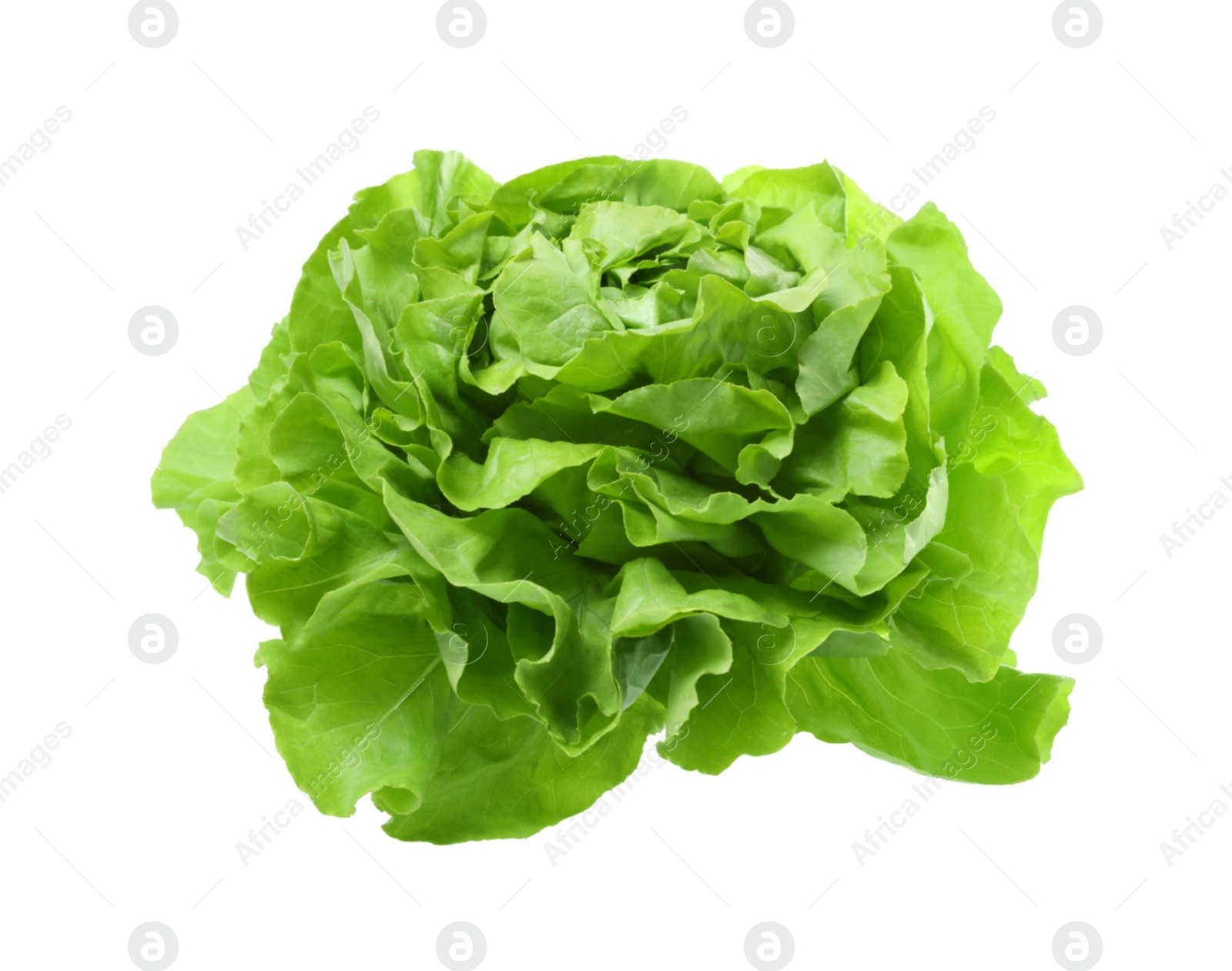 Photo of Fresh green butter lettuce head isolated on white