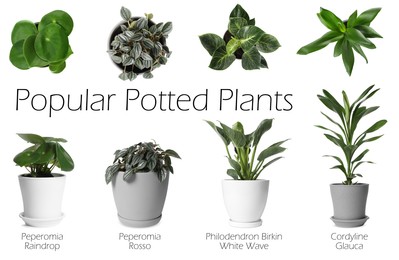 Set of many different popular potted plants with names on white background, top and side views