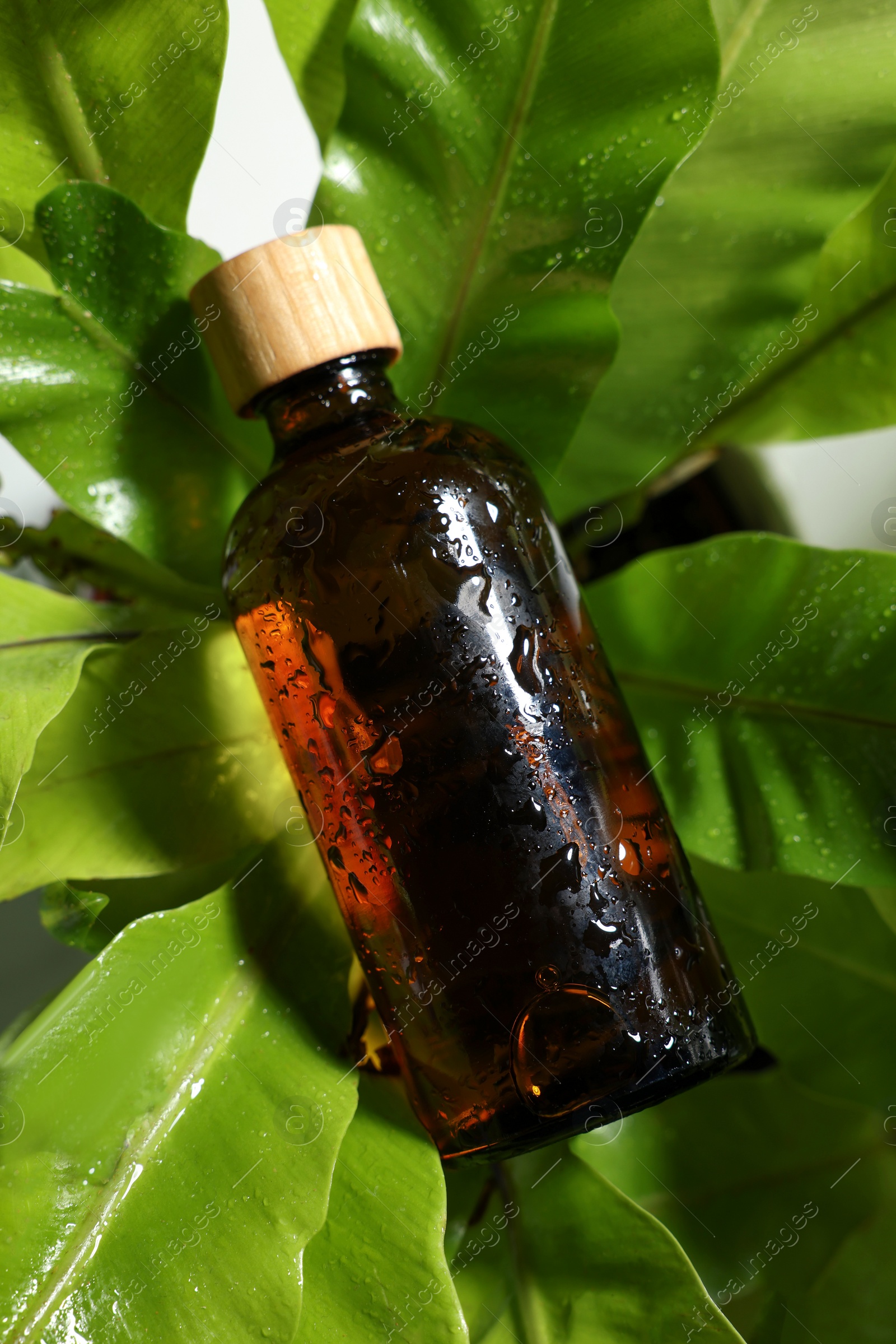 Photo of Wet glass bottle of cosmetic product on green leaves, top view