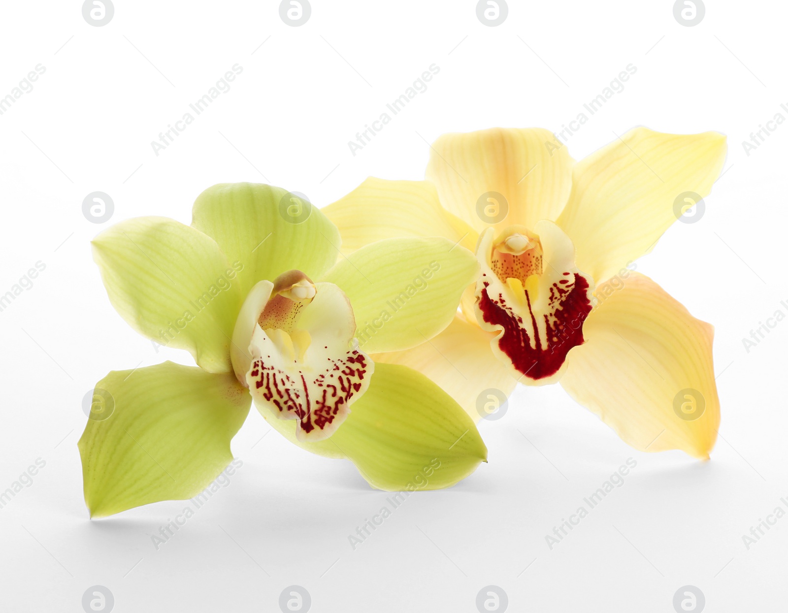 Photo of Beautiful tropical orchid flowers on white background