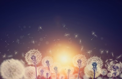 Image of Beautiful fluffy dandelions and flying seeds outdoors at sunset 