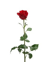 Photo of Beautiful fresh red rose isolated on white