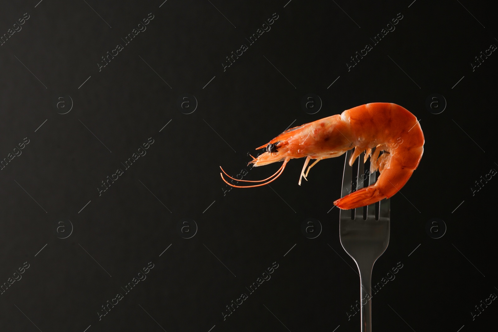 Photo of Fork with one shrimp on black background. Space for text