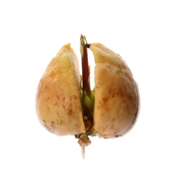 Avocado pit with young sprout and root on white background