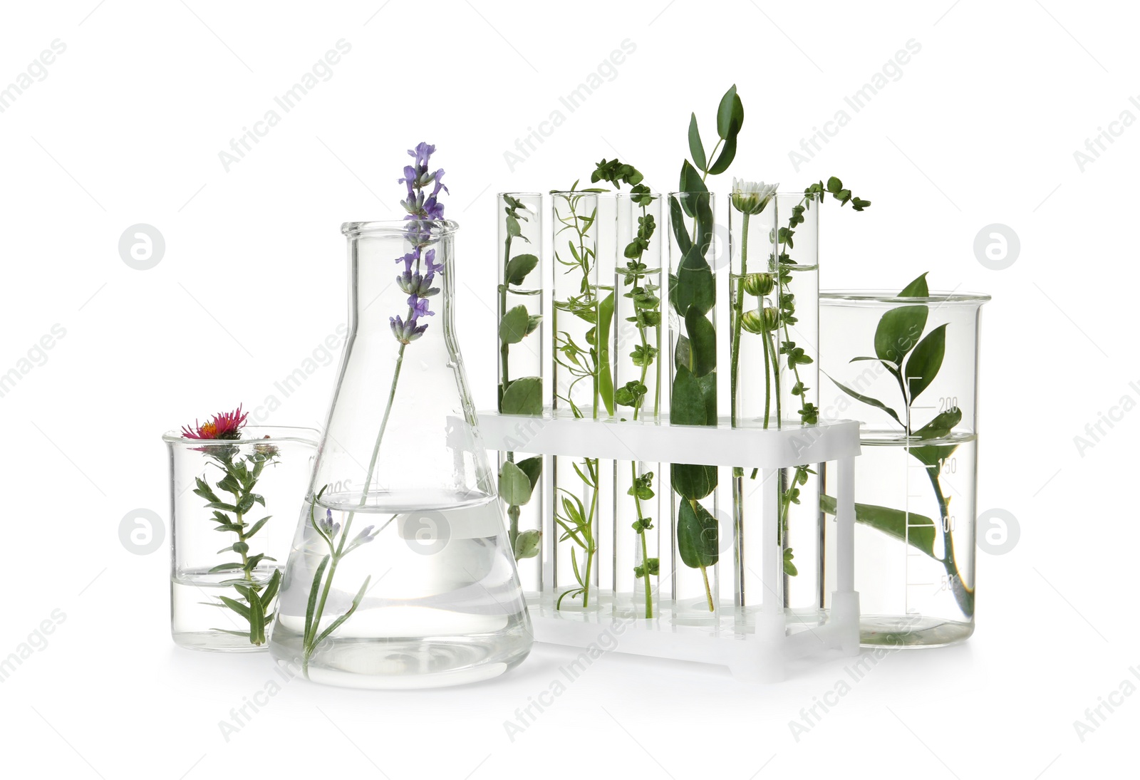 Photo of Test tubes and other laboratory glassware with different plants on white background