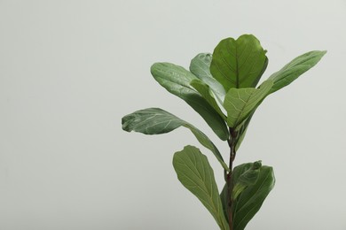 Photo of Fiddle Fig or Ficus Lyrata plant with green leaves on light grey background. Space for text