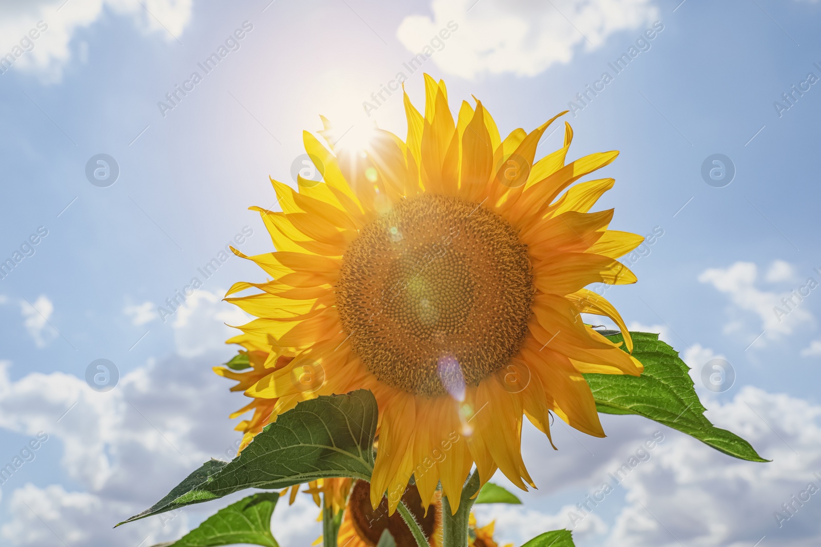 Photo of Beautiful blooming sunflower against blue sky on summer day