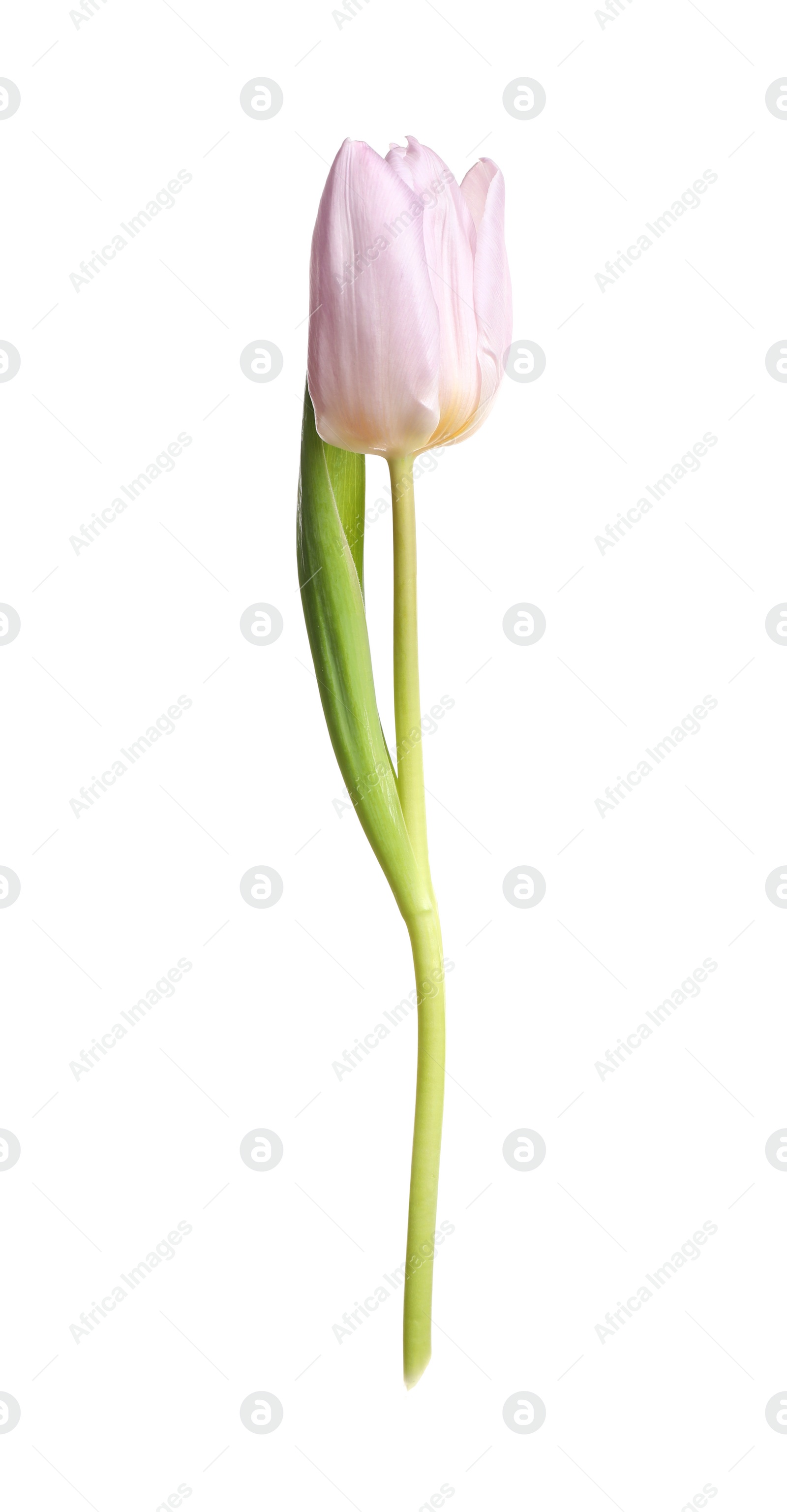 Photo of Beautiful tender spring tulip isolated on white