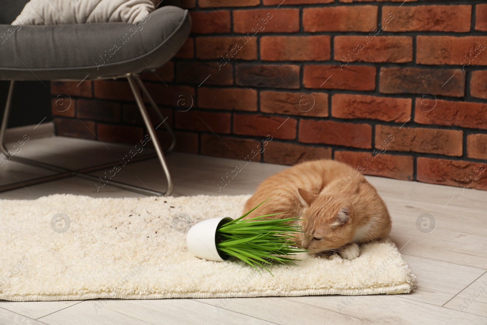 Photo of Cute ginger cat near overturned houseplant on carpet at home