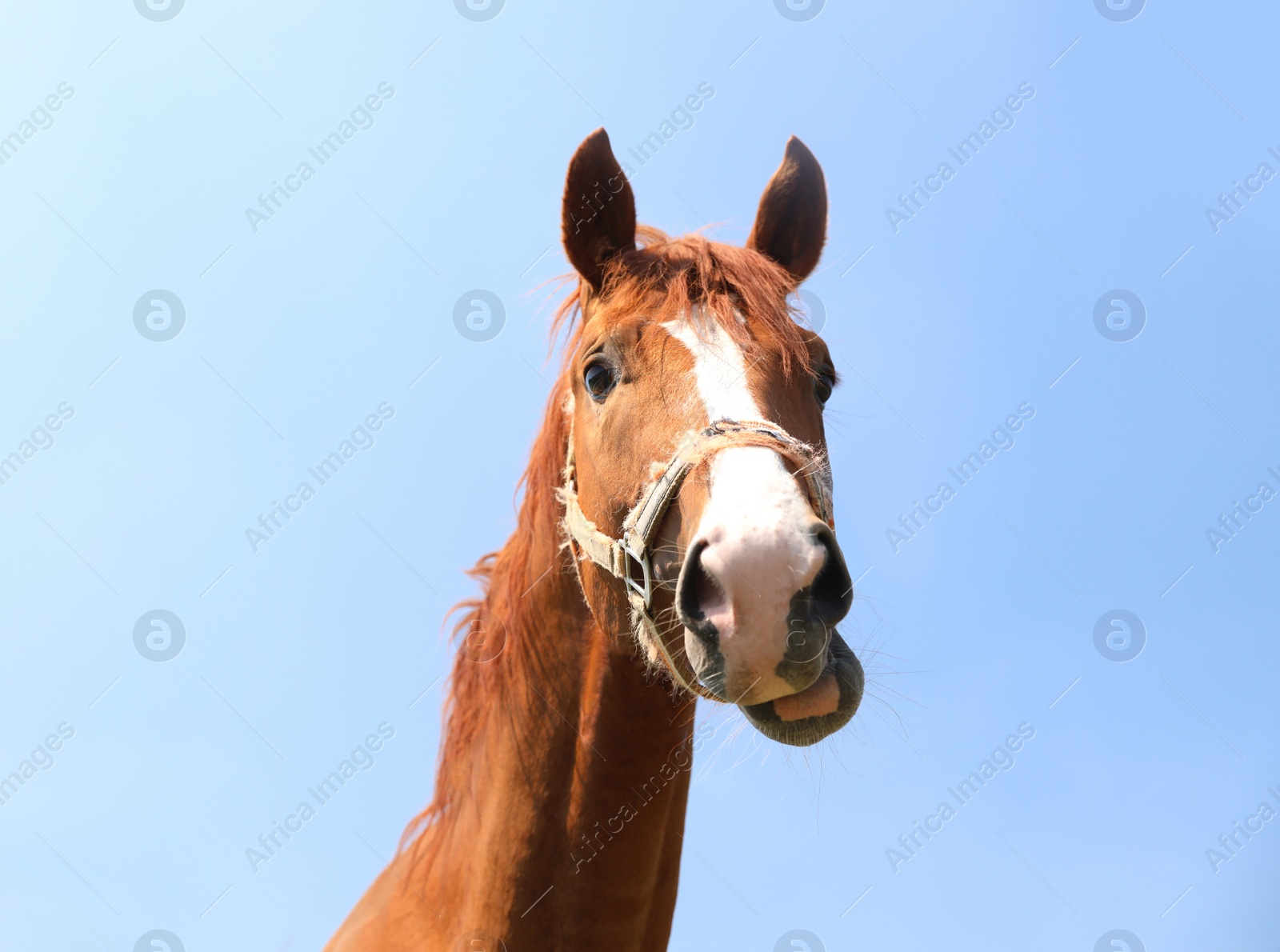 Photo of Chestnut horse outdoors on sunny day. Beautiful pet