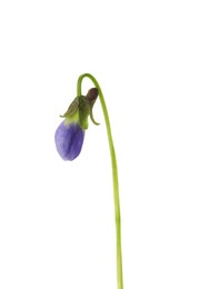 Beautiful wood violet on white background. Spring flower